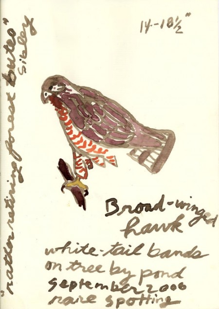 “Broad-winged Hawk” (ink on paper, 8.5 x 6")