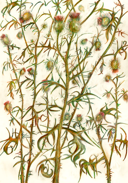 “Thistle” 2004 (watercolor, colored pencil, and graphite on paper, 30 x 22")  Private collection.