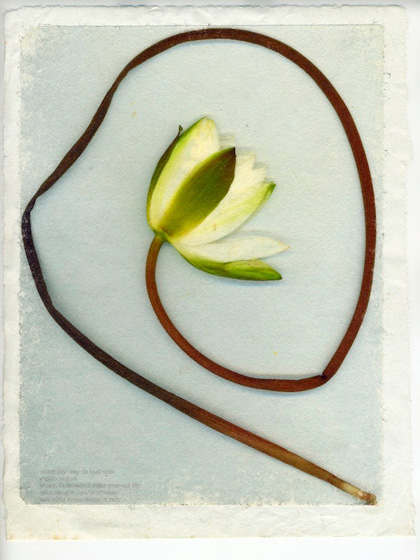 “Water Lily” 2004 (mixed media collage on paper, 15 x 12")