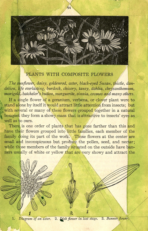 “Composite Flowers” 2014 (ink and graphite on page of old nature notebook, 7 x 5")