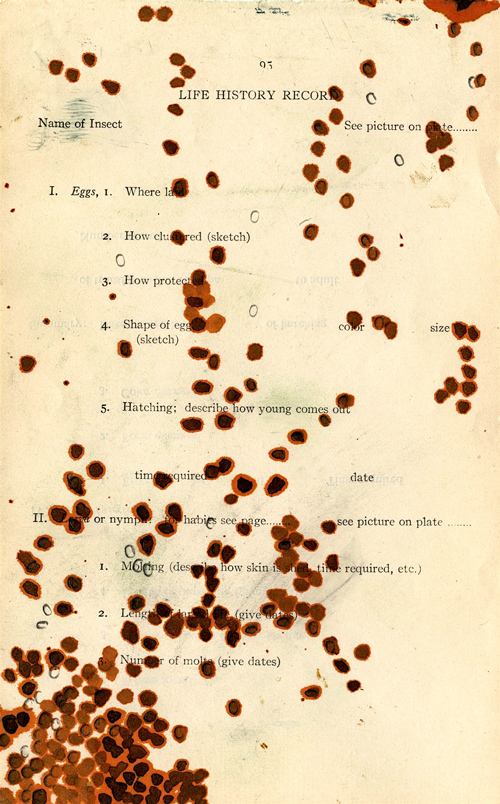 “Life History” 2014 (ink and graphite on page of old nature notebook, 7 x 5")